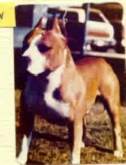picture of dog