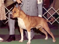 picture of dog