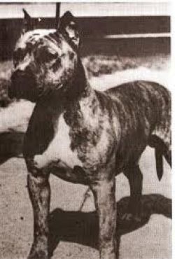 picture of dog
