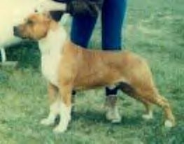 picture of dog