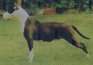 picture of dog