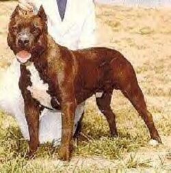 picture of dog