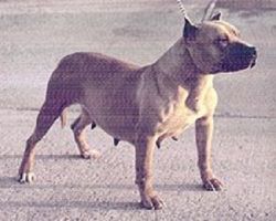 picture of dog