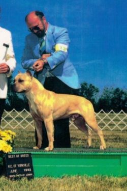picture of dog