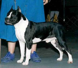 picture of dog