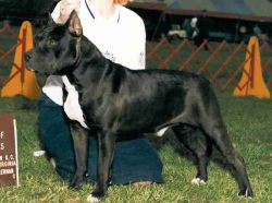 picture of dog