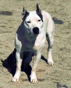 picture of dog