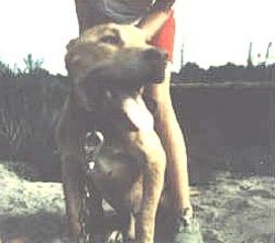 picture of dog