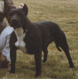 picture of dog