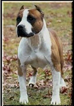 picture of dog