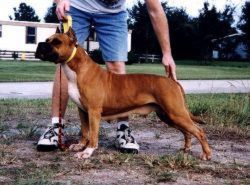 picture of dog