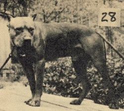picture of dog