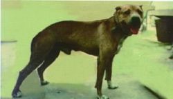 picture of dog