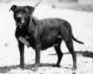 picture of dog
