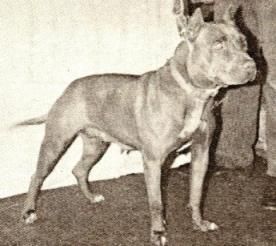 picture of dog