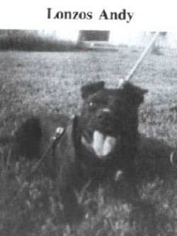 picture of dog