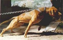 picture of dog