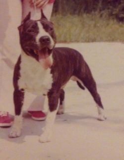 picture of dog