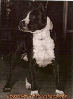 picture of dog
