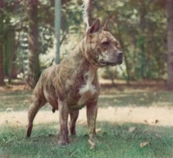 picture of dog