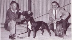 picture of dog