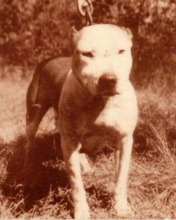 picture of dog