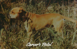 picture of dog