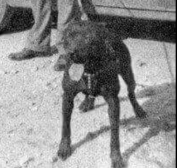 picture of dog