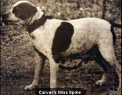 picture of dog