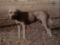 picture of dog