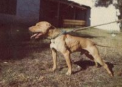 picture of dog