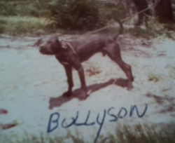 picture of dog