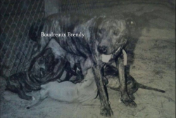 picture of dog