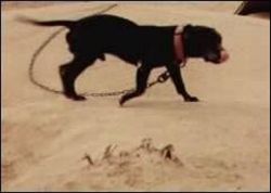 picture of dog