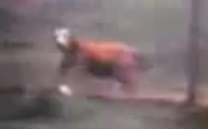 picture of dog
