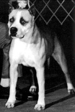 picture of dog