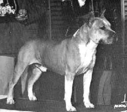 picture of dog