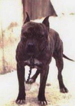 picture of dog