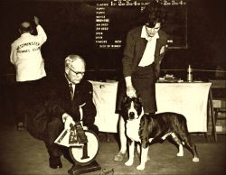 picture of dog