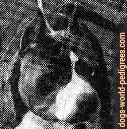 picture of dog