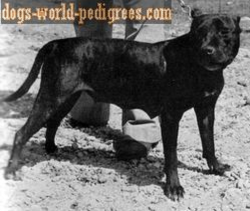 picture of dog