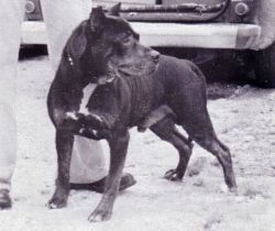 picture of dog