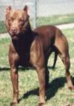 picture of dog