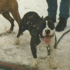 picture of dog