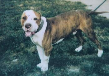 picture of dog