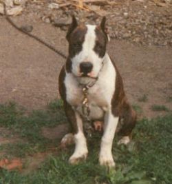 picture of dog