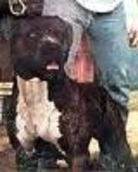 picture of dog