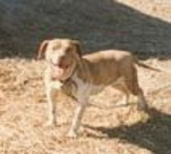 picture of dog