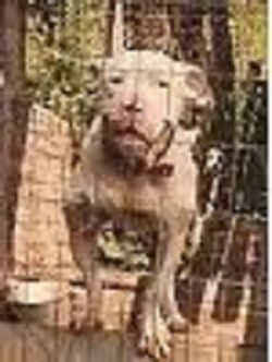picture of dog