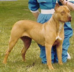 picture of dog
